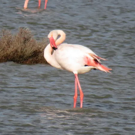 Lo Flamenc @amposta * Amposta